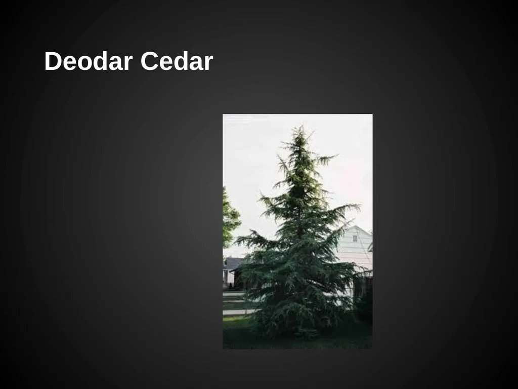 Trees Japanese Maple Silk Tree Strawberry Tree - slide 7 of 42
