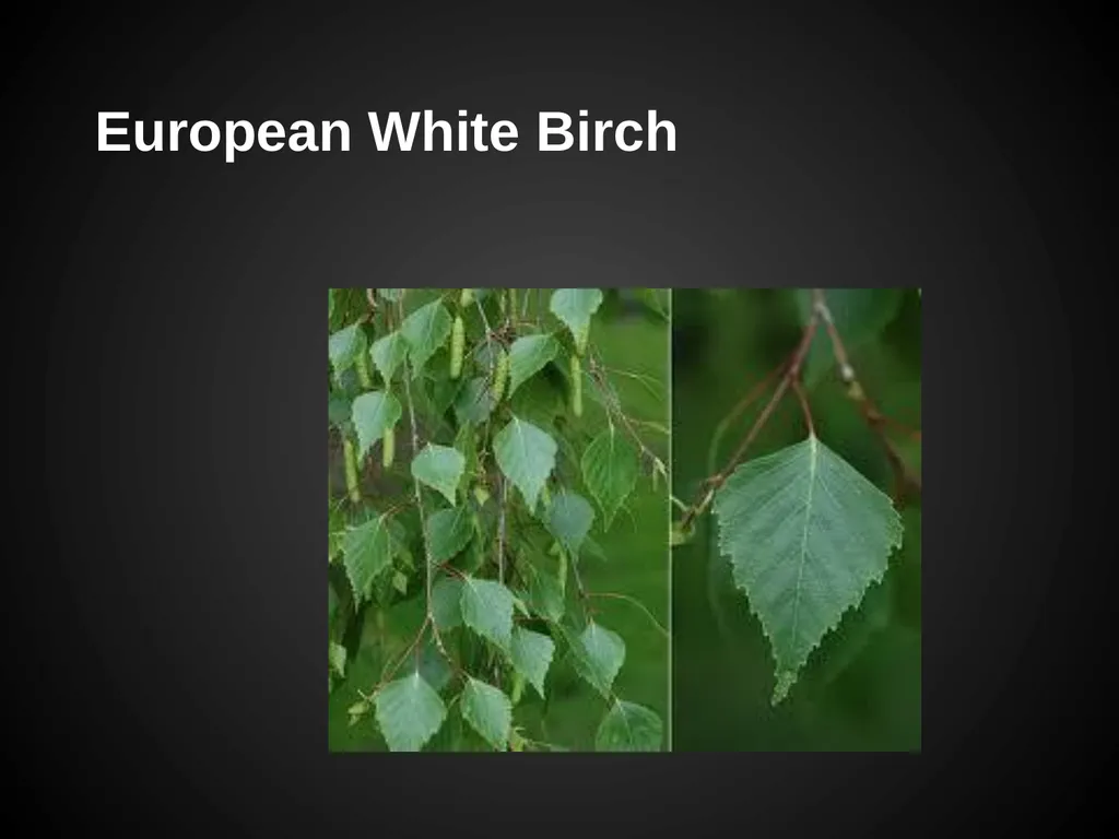 Trees Japanese Maple Silk Tree Strawberry Tree - slide 6 of 42