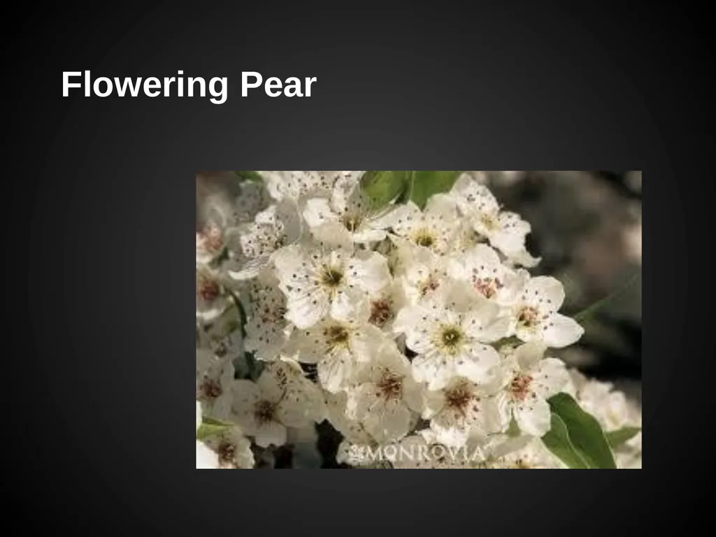 Trees Japanese Maple Silk Tree Strawberry Tree - slide 36 of 42