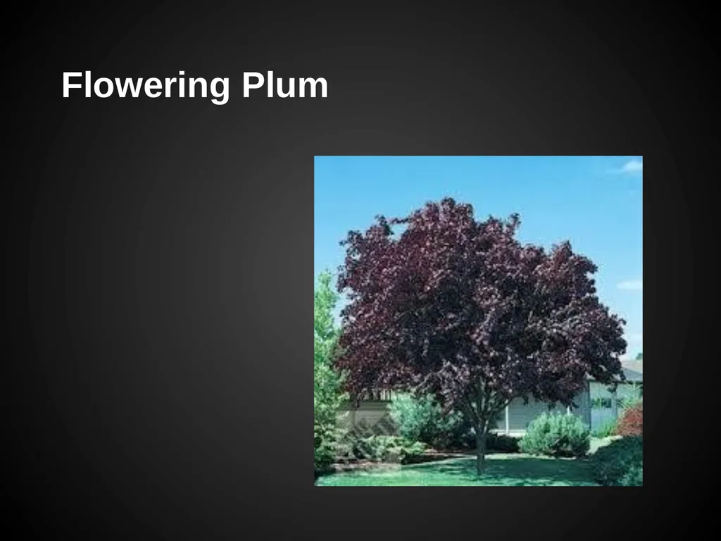 Trees Japanese Maple Silk Tree Strawberry Tree - slide 35 of 42