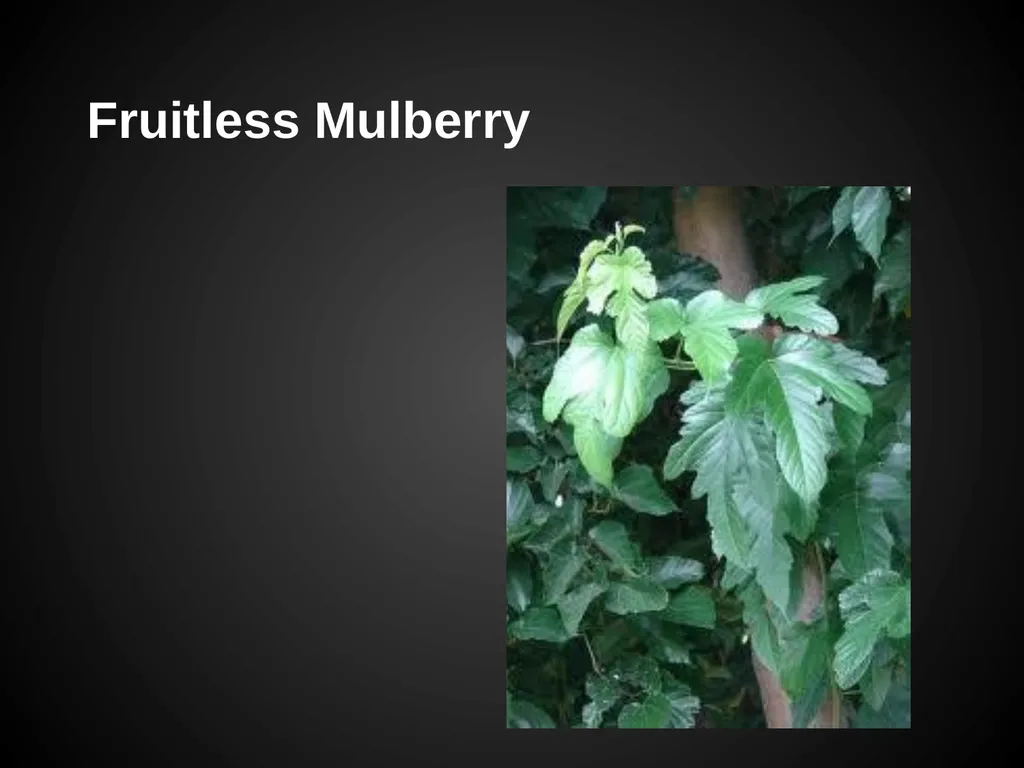 Trees Japanese Maple Silk Tree Strawberry Tree - slide 28 of 42