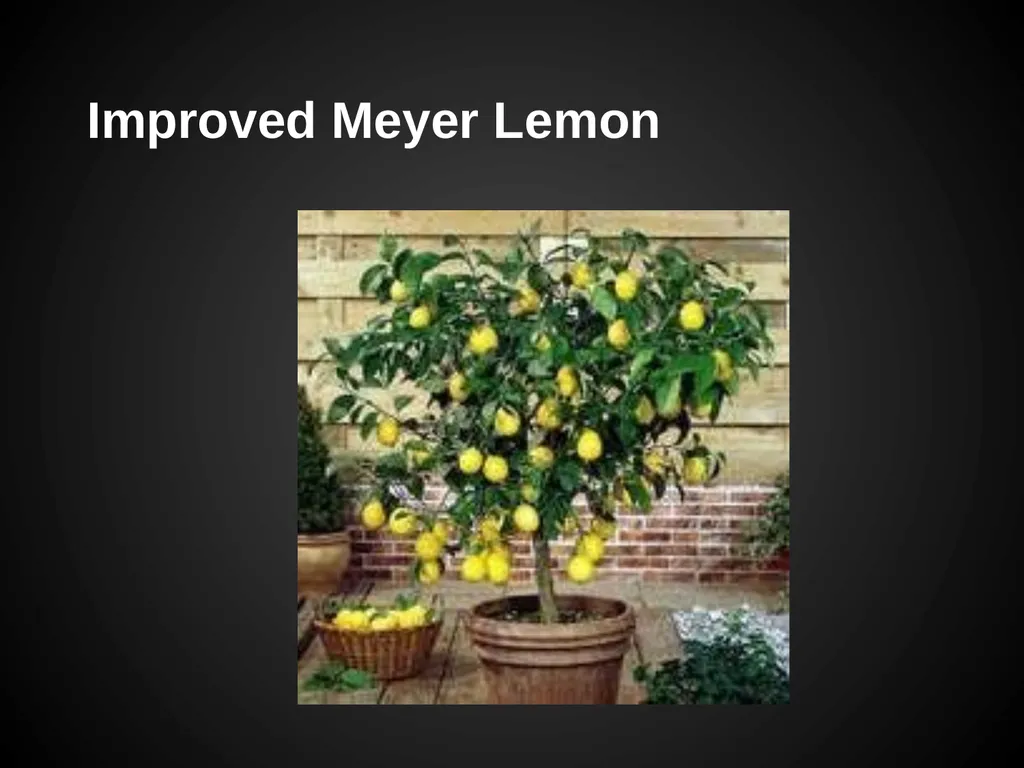 Trees Japanese Maple Silk Tree Strawberry Tree - slide 11 of 42