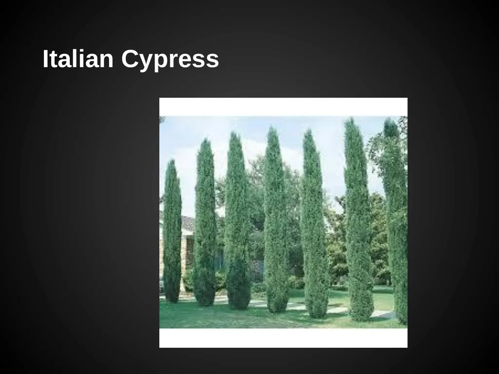 Trees Japanese Maple Silk Tree Strawberry Tree - slide 13 of 42