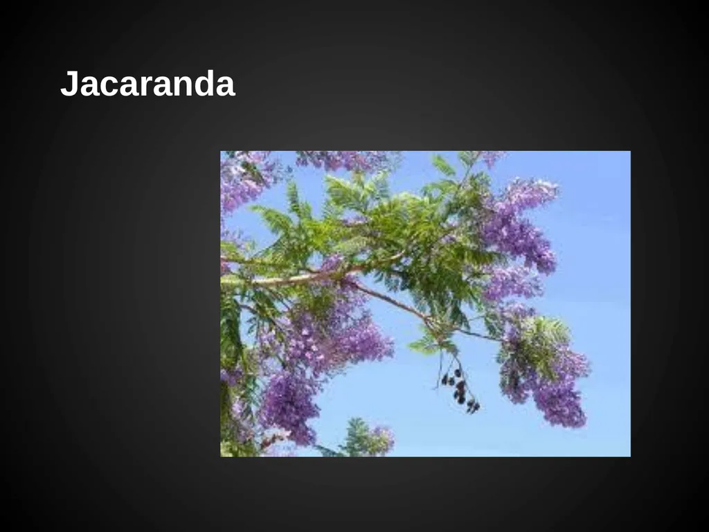 Trees Japanese Maple Silk Tree Strawberry Tree - slide 23 of 42