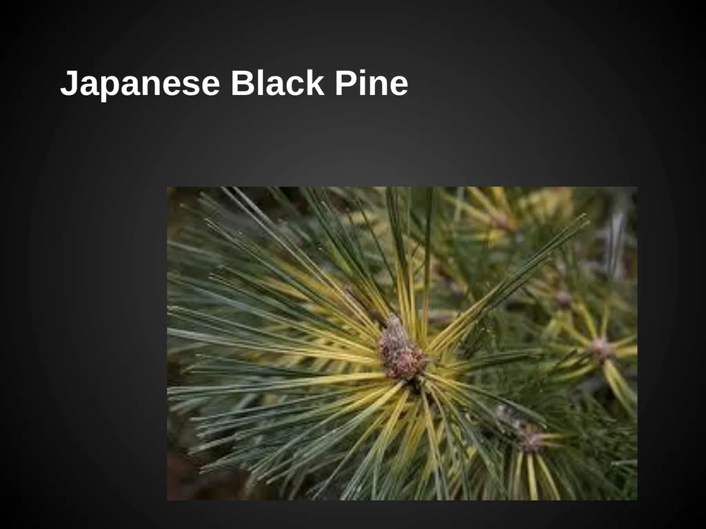Trees Japanese Maple Silk Tree Strawberry Tree - slide 32 of 42
