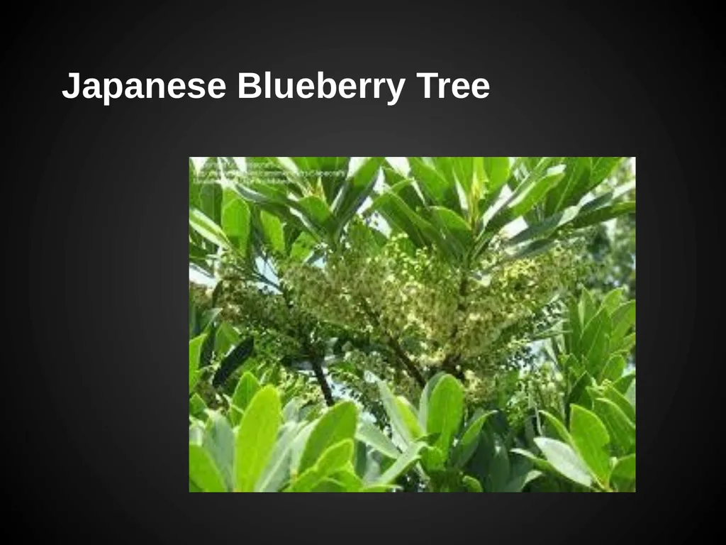 Trees Japanese Maple Silk Tree Strawberry Tree - slide 15 of 42