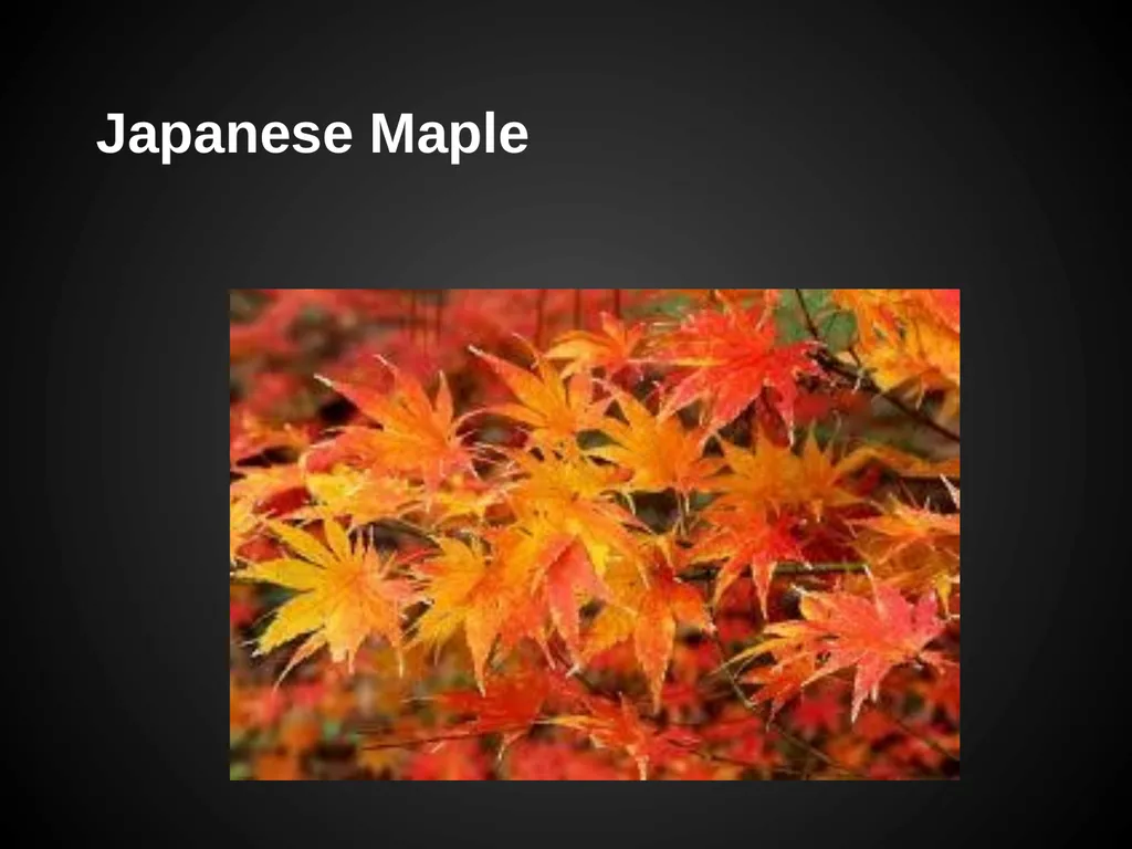 Trees Japanese Maple Silk Tree Strawberry Tree - slide 2 of 42