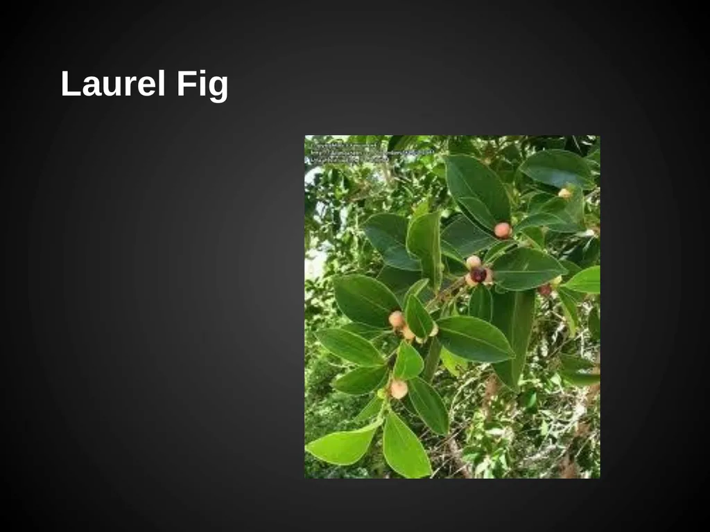 Trees Japanese Maple Silk Tree Strawberry Tree - slide 19 of 42