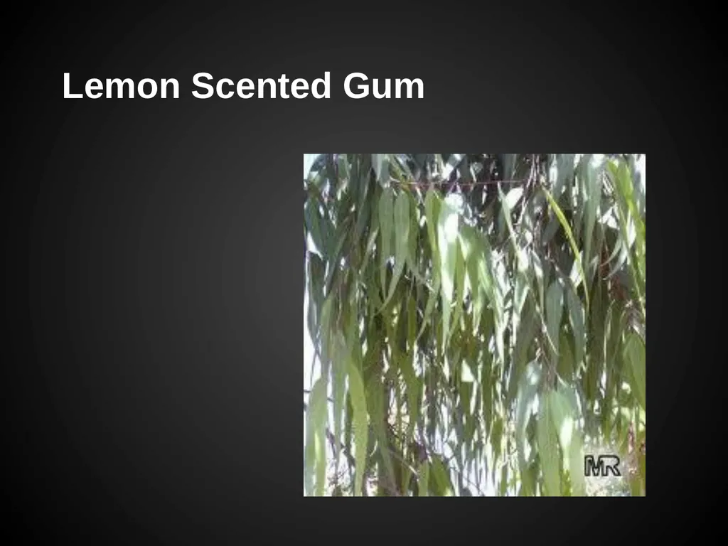Trees Japanese Maple Silk Tree Strawberry Tree - slide 17 of 42
