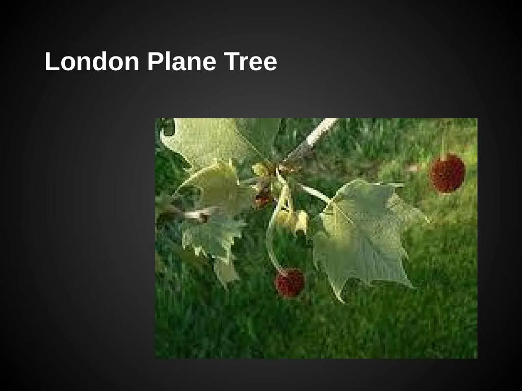 Trees Japanese Maple Silk Tree Strawberry Tree - slide 34 of 42