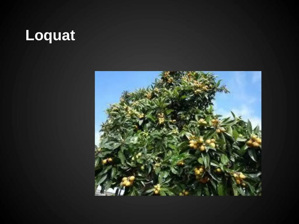 Trees Japanese Maple Silk Tree Strawberry Tree - slide 16 of 42