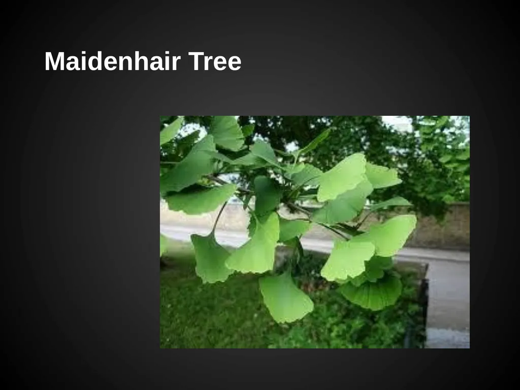 Trees Japanese Maple Silk Tree Strawberry Tree - slide 22 of 42
