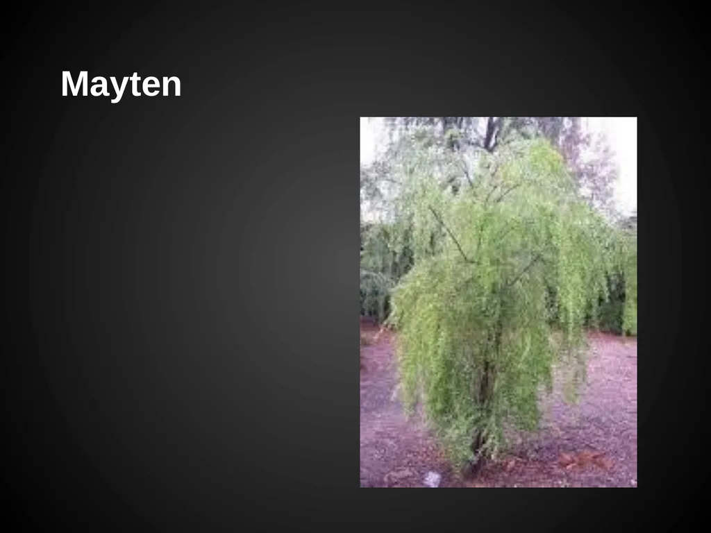 Trees Japanese Maple Silk Tree Strawberry Tree - slide 27 of 42