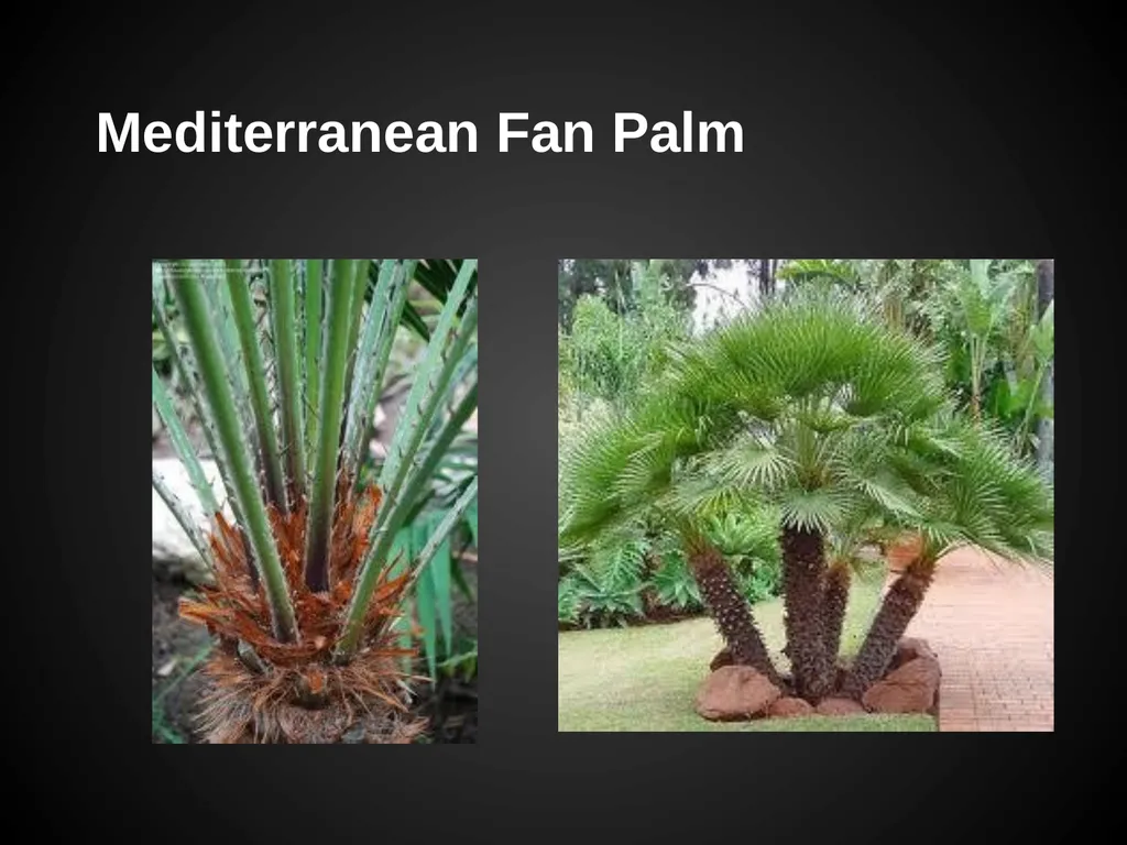 Trees Japanese Maple Silk Tree Strawberry Tree - slide 9 of 42