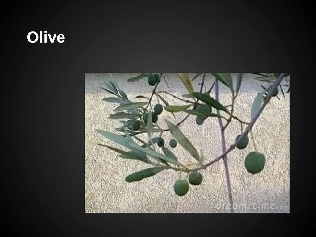 Trees Japanese Maple Silk Tree Strawberry Tree - slide 29 of 42