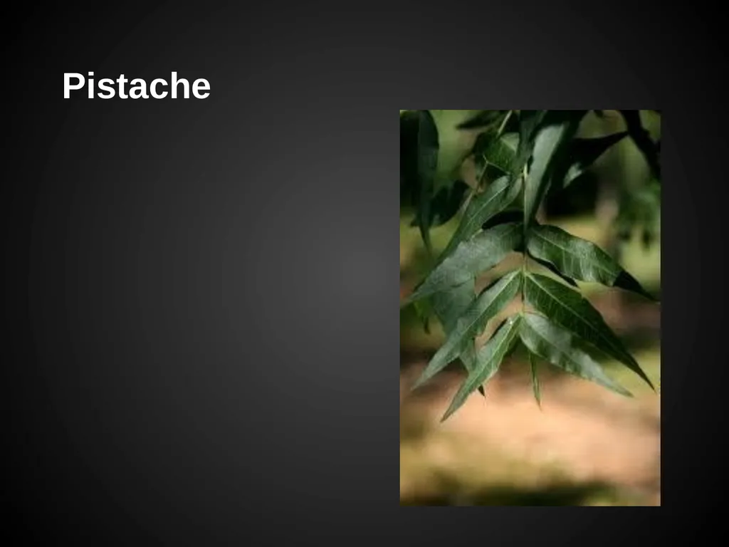 Trees Japanese Maple Silk Tree Strawberry Tree - slide 33 of 42