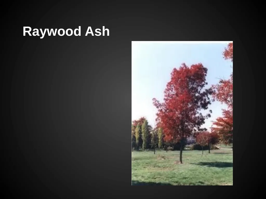Trees Japanese Maple Silk Tree Strawberry Tree - slide 20 of 42