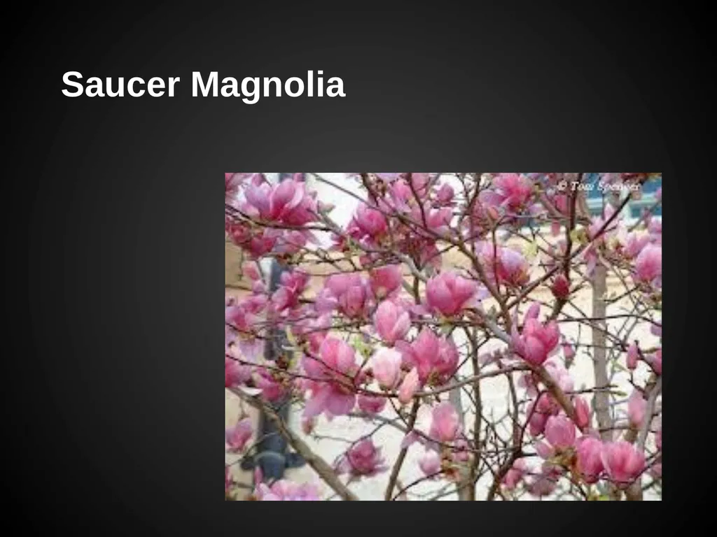 Trees Japanese Maple Silk Tree Strawberry Tree - slide 26 of 42