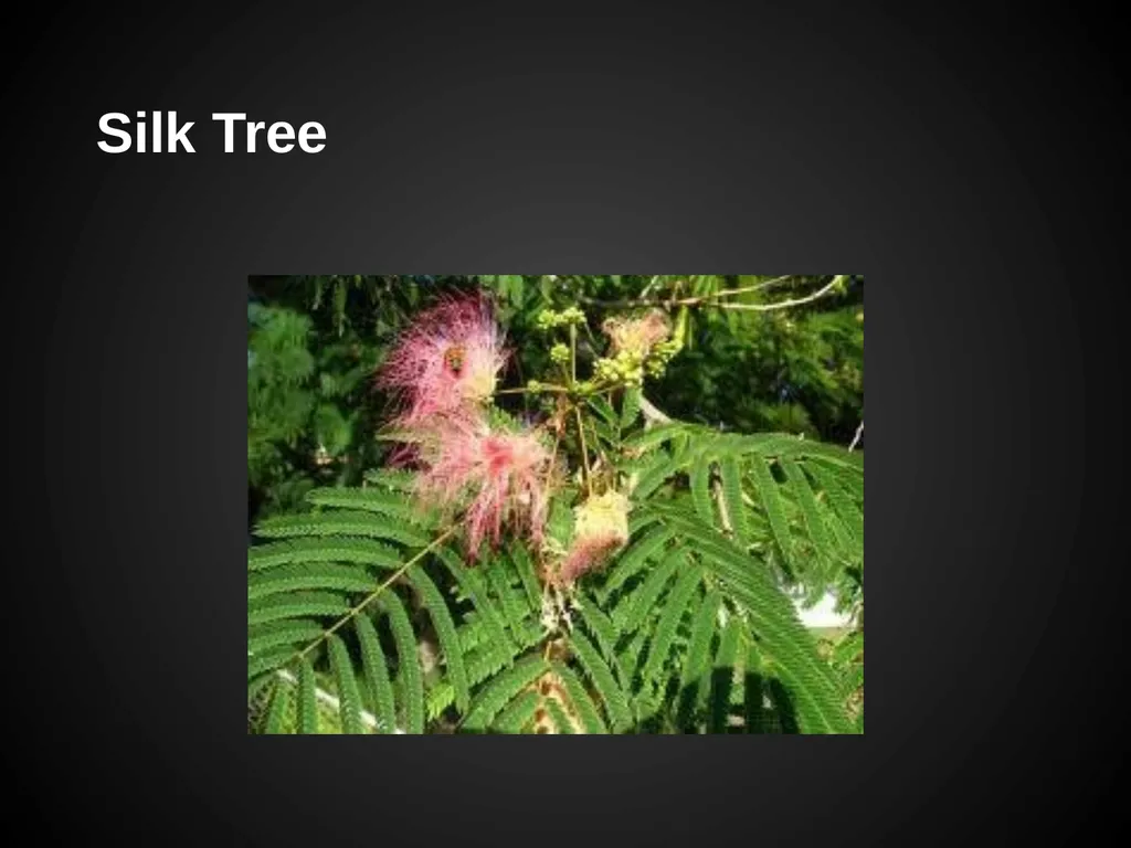 Trees Japanese Maple Silk Tree Strawberry Tree - slide 3 of 42