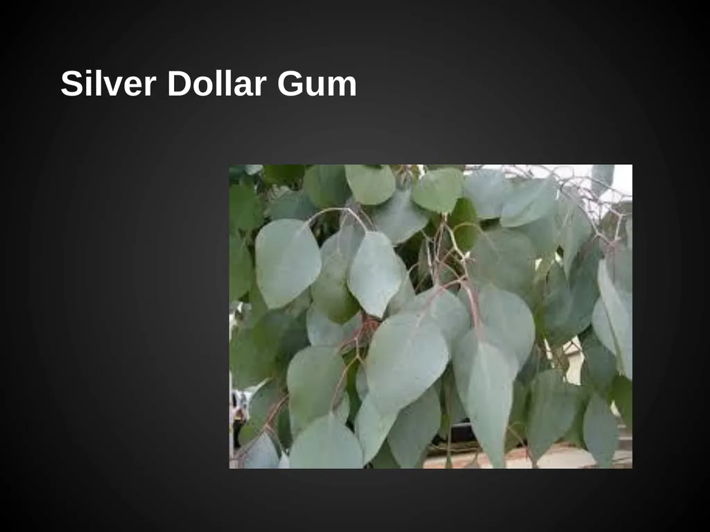 Trees Japanese Maple Silk Tree Strawberry Tree - slide 18 of 42