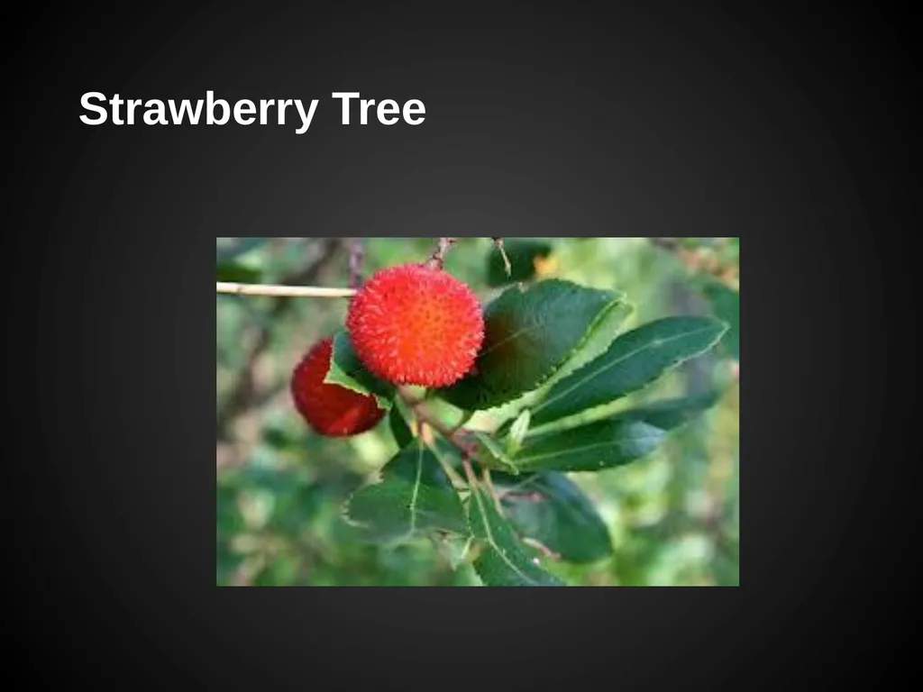Trees Japanese Maple Silk Tree Strawberry Tree - slide 4 of 42