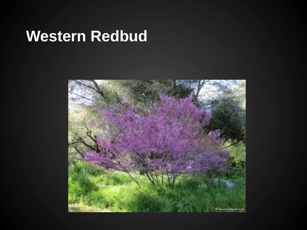 Trees Japanese Maple Silk Tree Strawberry Tree - slide 8 of 42