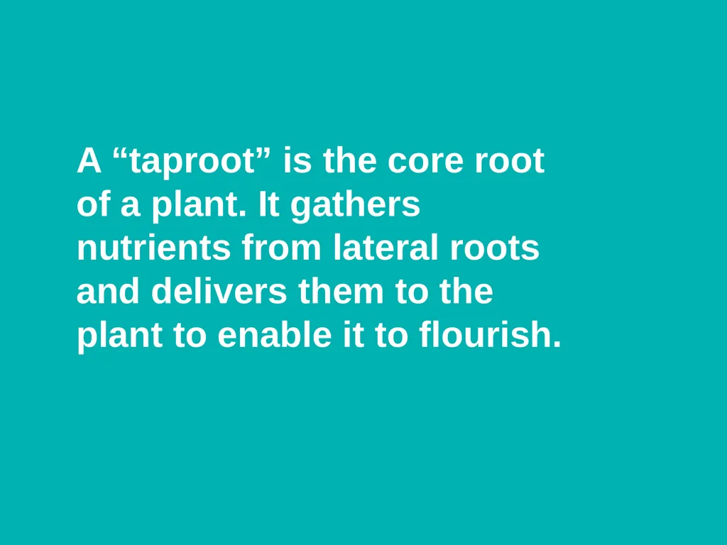 Why “Taproot”? A “taproot” is the core root of a - slide 3 of 10