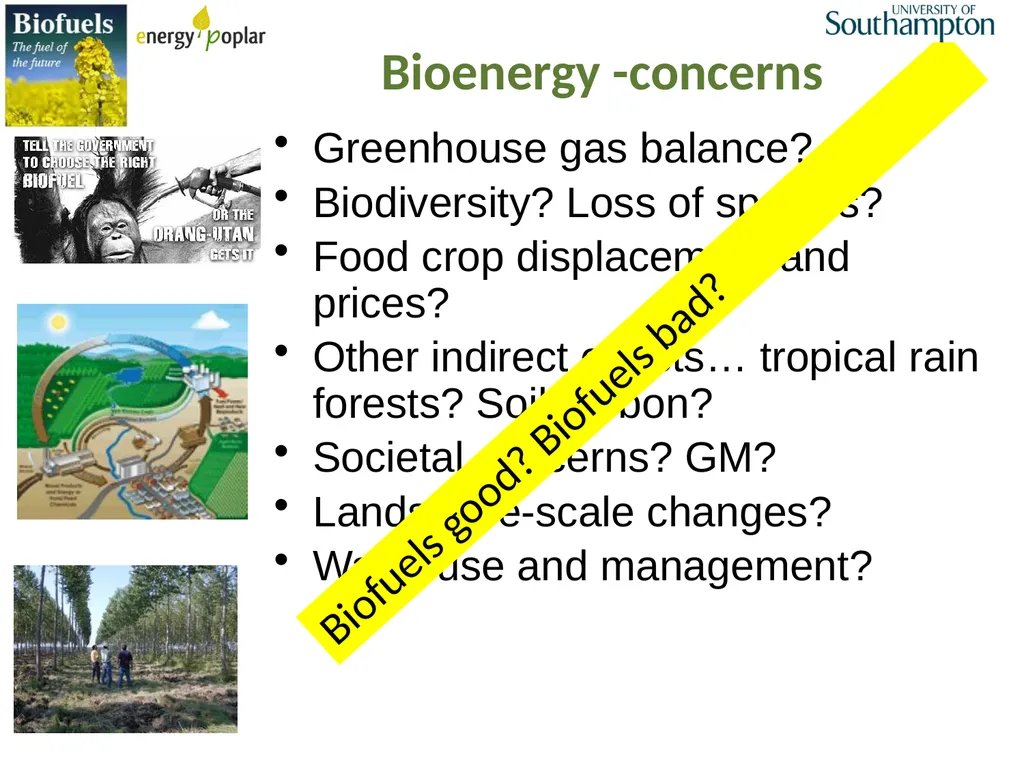 More Efficient Bioethanol from Poplar Wood? Tues. - slide 3 of 4