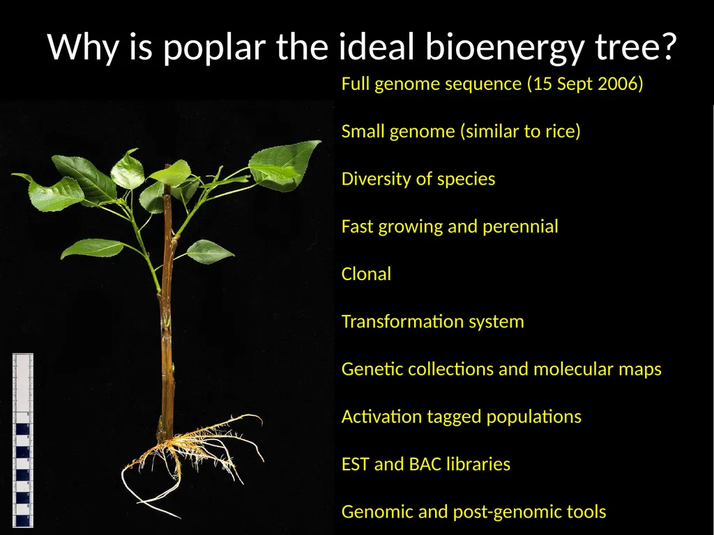 More Efficient Bioethanol from Poplar Wood? Tues. - slide 4 of 4
