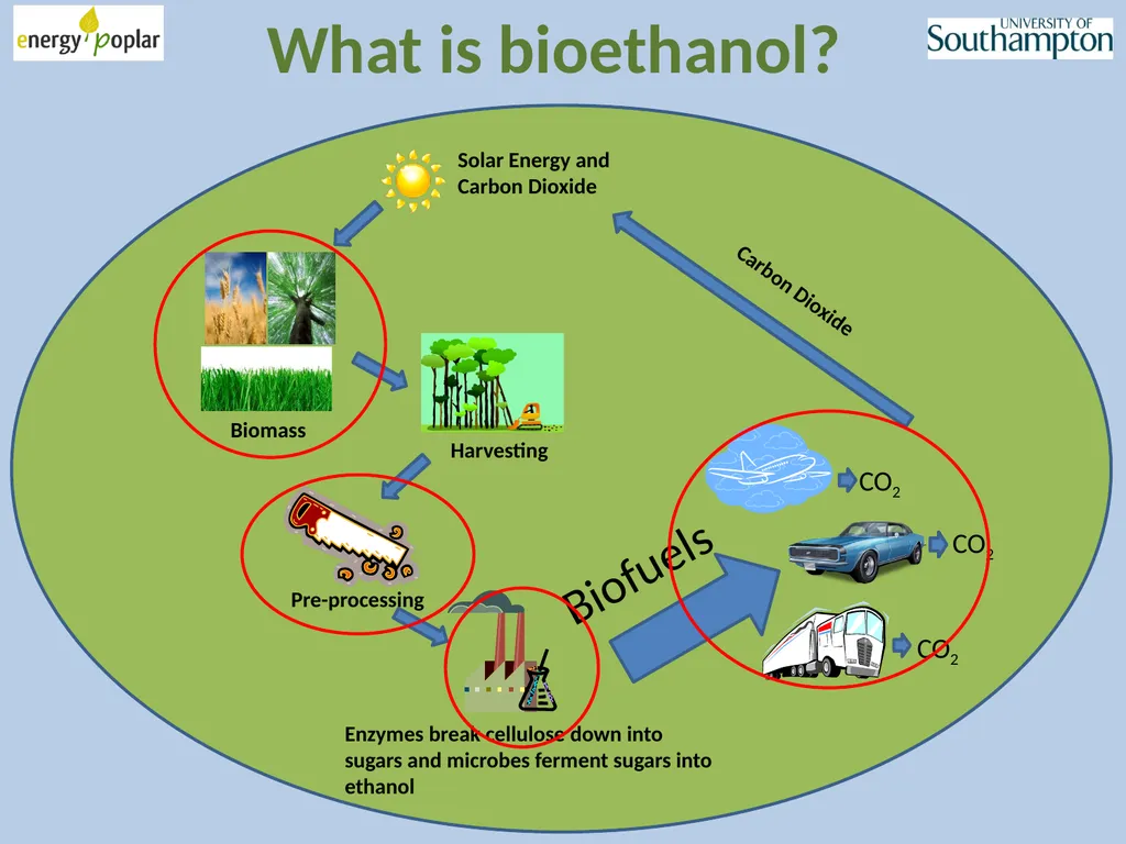 More Efficient Bioethanol from Poplar Wood? Tues. - slide 2 of 4