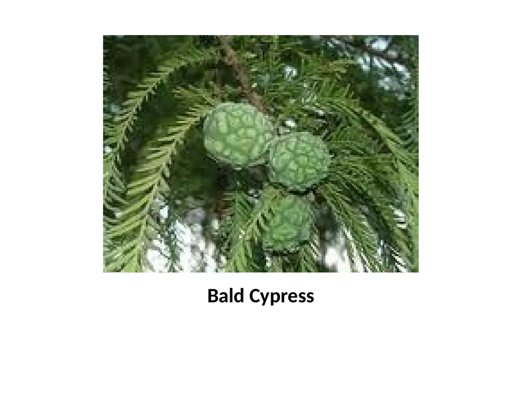 Trees for the Science Classroom Common Trees of - slide 24 of 29