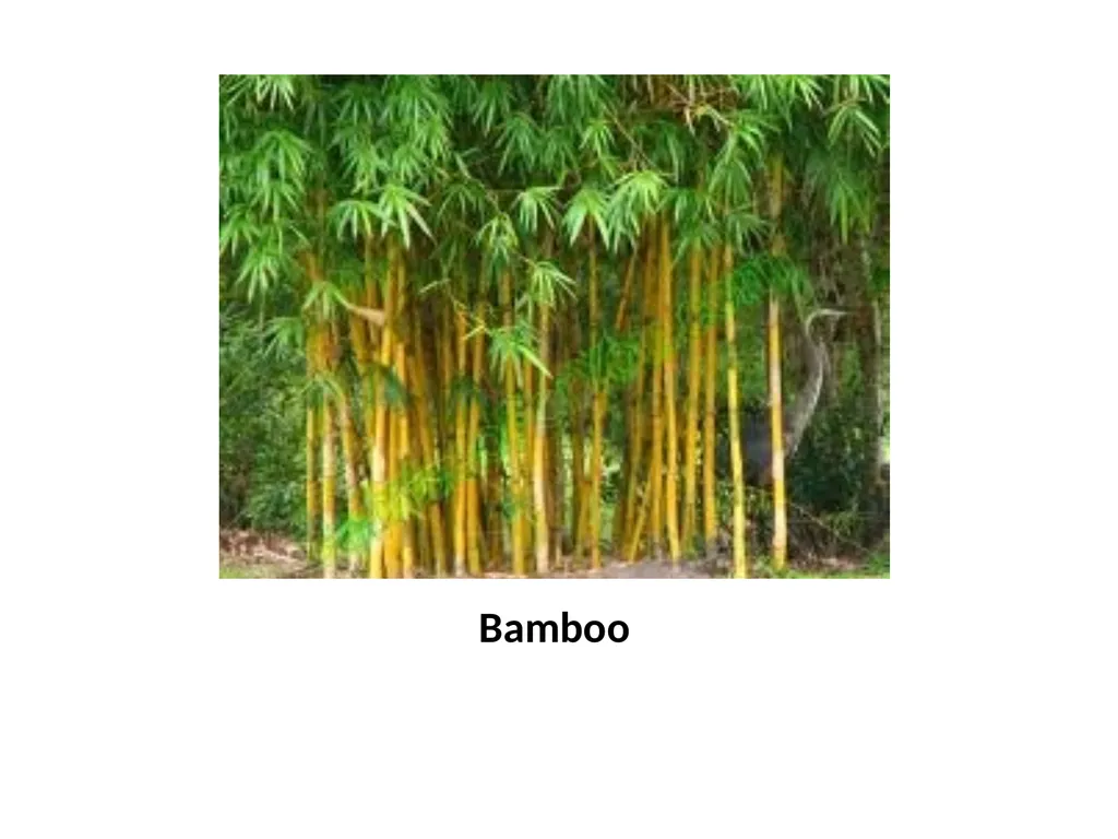 Trees for the Science Classroom Common Trees of - slide 25 of 29
