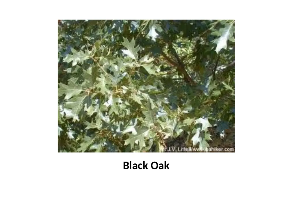 Trees for the Science Classroom Common Trees of - slide 19 of 29