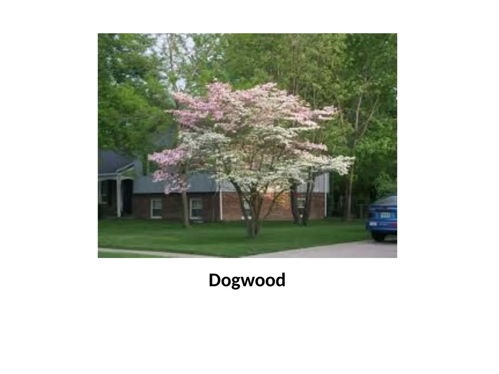 Trees for the Science Classroom Common Trees of - slide 11 of 29