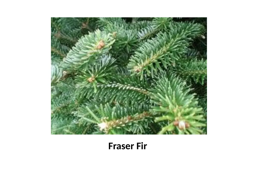 Trees for the Science Classroom Common Trees of - slide 29 of 29