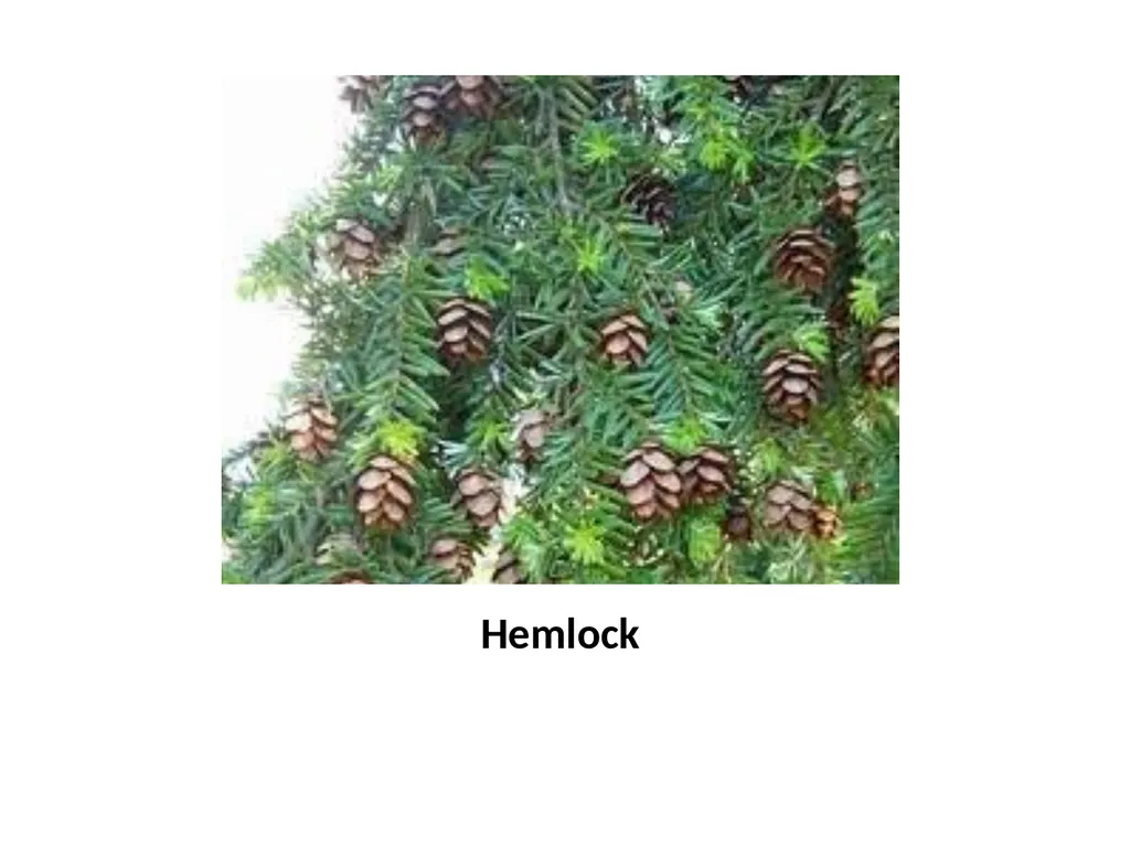 Trees for the Science Classroom Common Trees of - slide 7 of 29