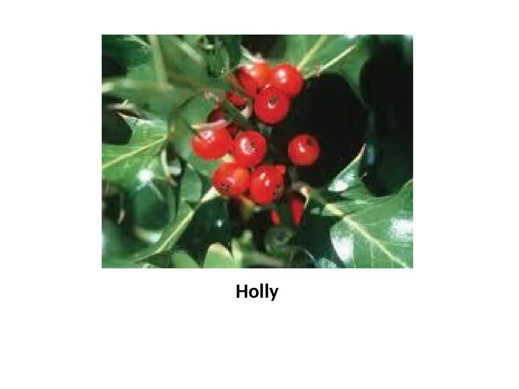 Trees for the Science Classroom Common Trees of - slide 23 of 29
