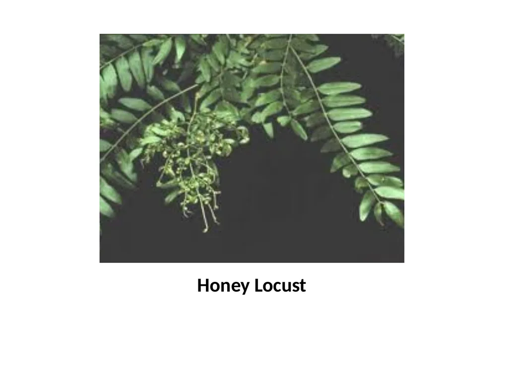 Trees for the Science Classroom Common Trees of - slide 22 of 29