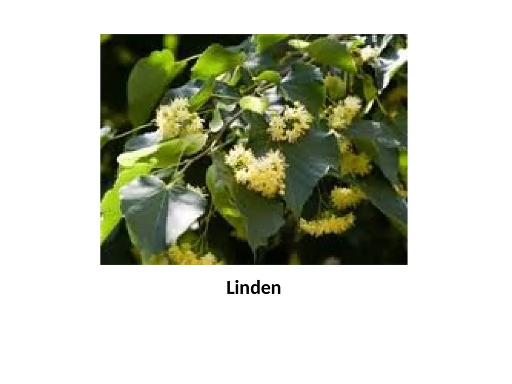 Trees for the Science Classroom Common Trees of - slide 18 of 29