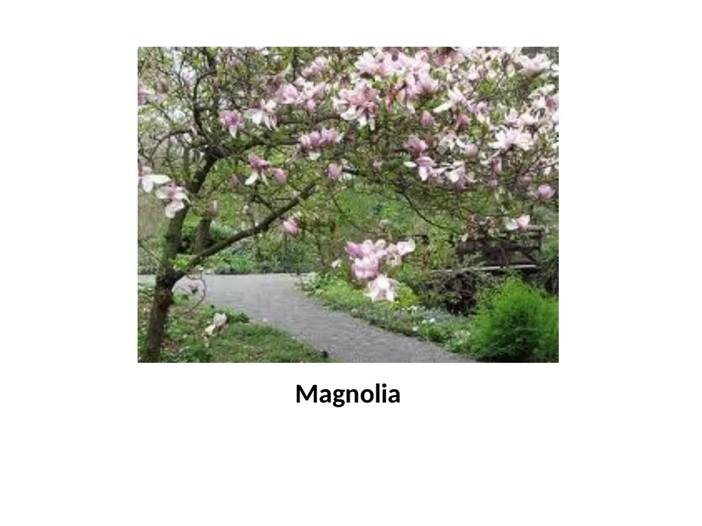 Trees for the Science Classroom Common Trees of - slide 15 of 29
