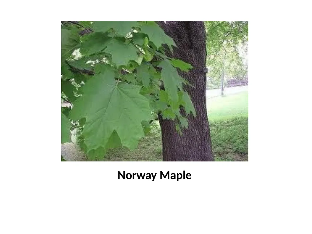 Trees for the Science Classroom Common Trees of - slide 12 of 29