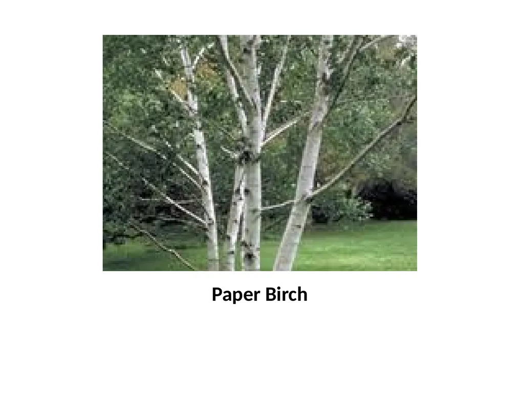 Trees for the Science Classroom Common Trees of - slide 17 of 29
