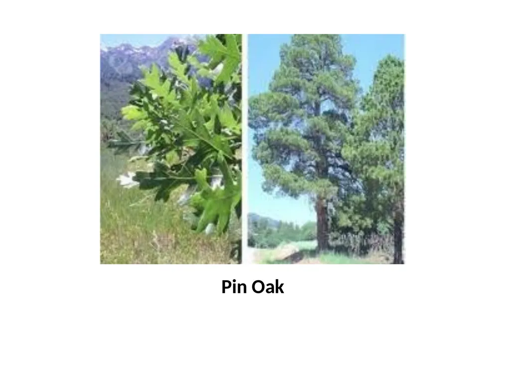 Trees for the Science Classroom Common Trees of - slide 20 of 29