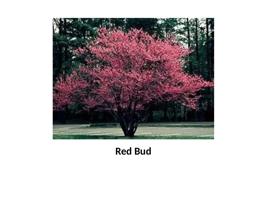 Trees for the Science Classroom Common Trees of - slide 16 of 29