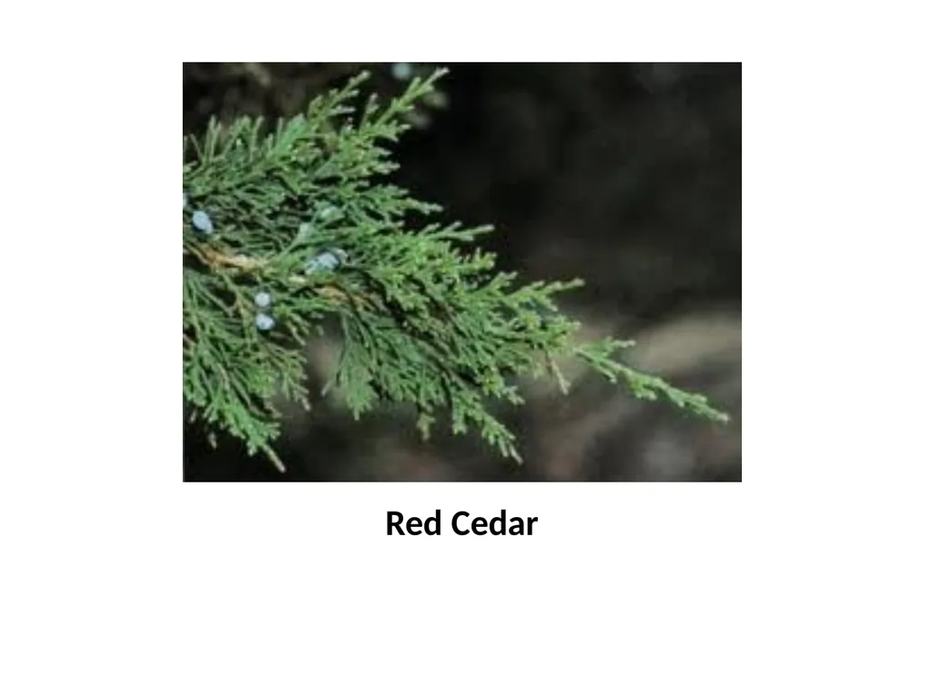 Trees for the Science Classroom Common Trees of - slide 8 of 29