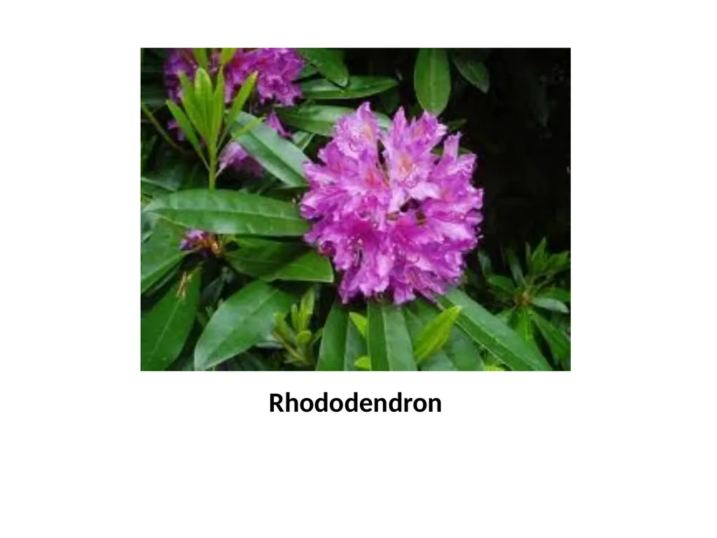 Trees for the Science Classroom Common Trees of - slide 28 of 29