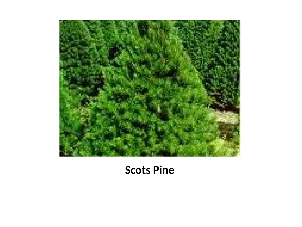 Trees for the Science Classroom Common Trees of - slide 9 of 29
