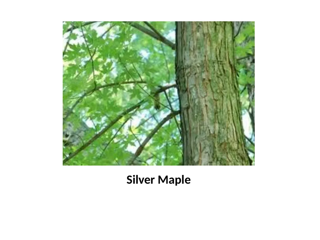 Trees for the Science Classroom Common Trees of - slide 13 of 29