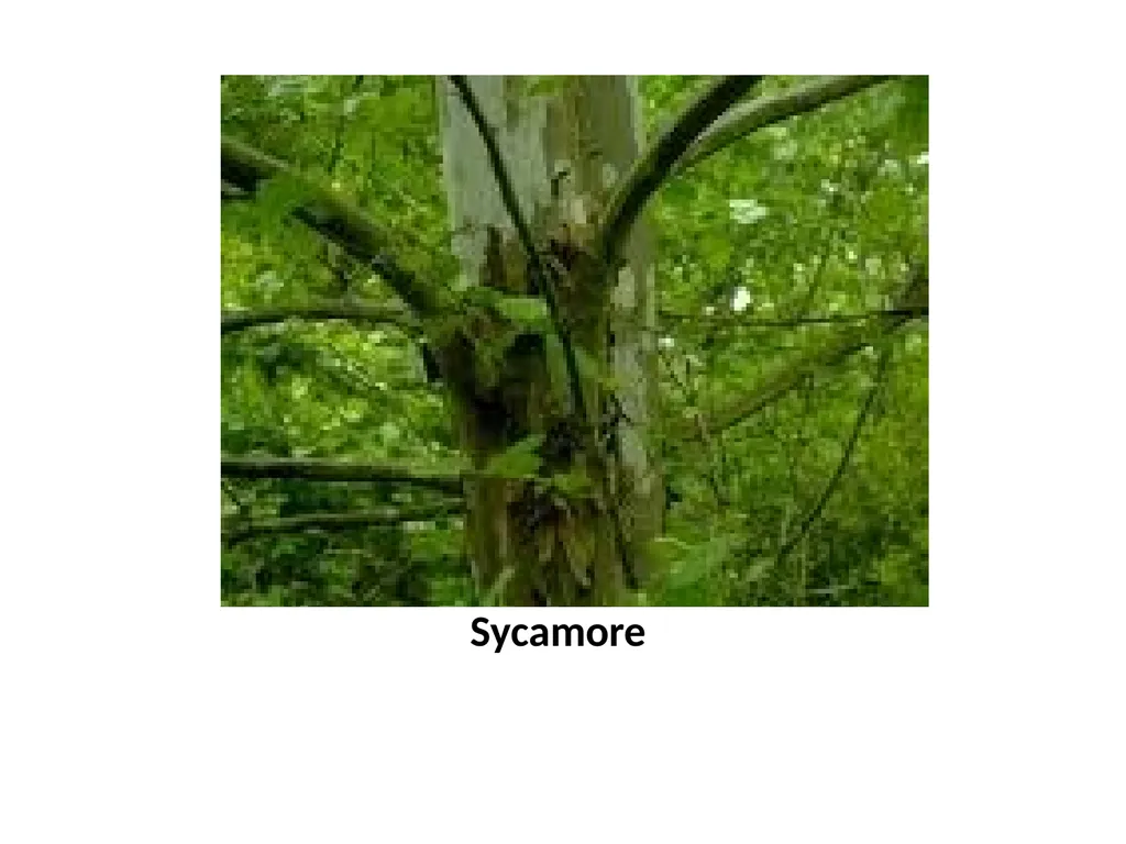 Trees for the Science Classroom Common Trees of - slide 21 of 29