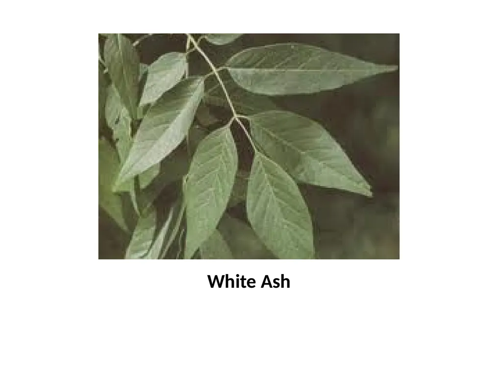 Trees for the Science Classroom Common Trees of - slide 14 of 29